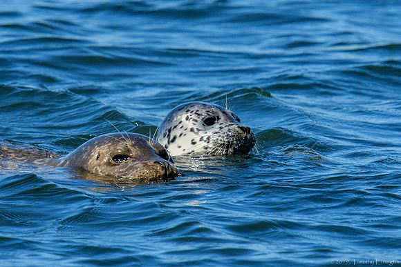 Harbor Seal with pup