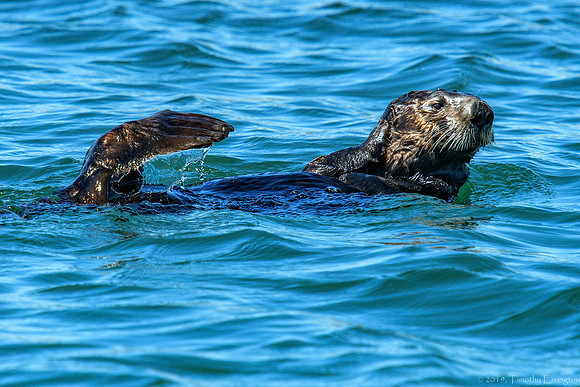 Southern Sea Otter