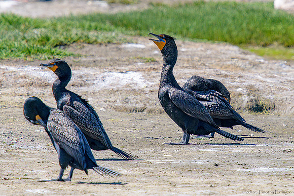 Double Crested Cormorant