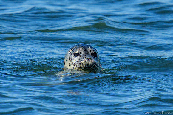 Harbor Seal pup