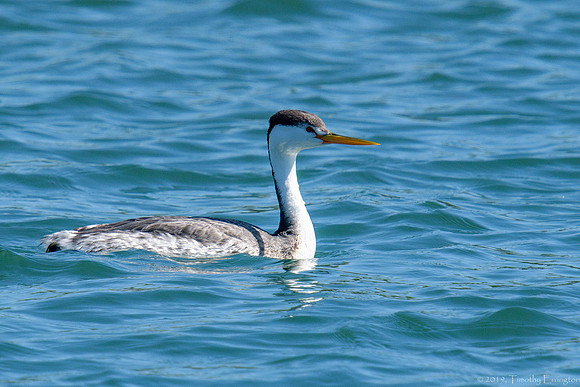 Clark's Grebe