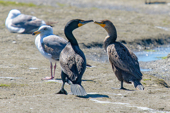 Double Crested Cormorant