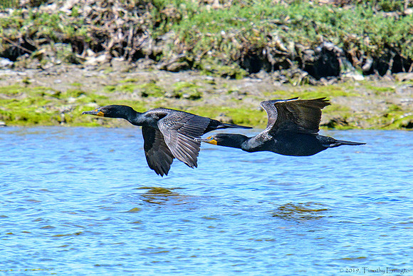 Double Crested Cormorant