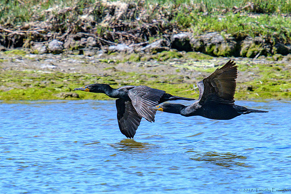 Double Crested Cormorant