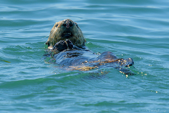 Southern Sea Otter