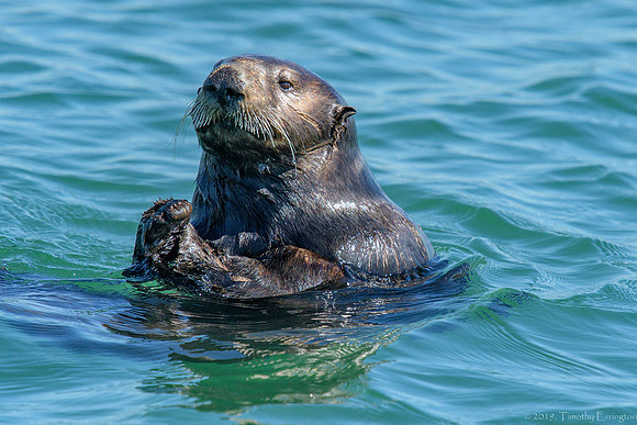 Southern Sea Otter