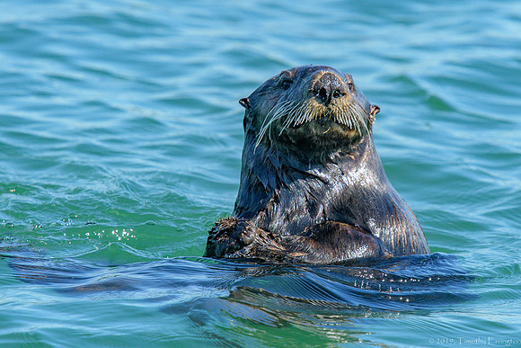 Southern Sea Otter