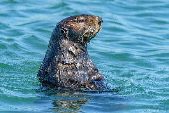 Southern Sea Otter