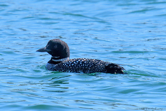 Common Loon