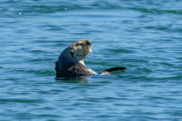 Southern Sea Otter