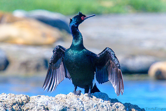 Pelagic Cormorant
