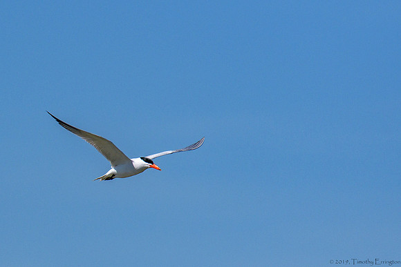 Forster's Tern