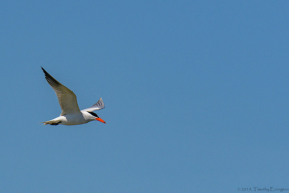 Forster's Tern