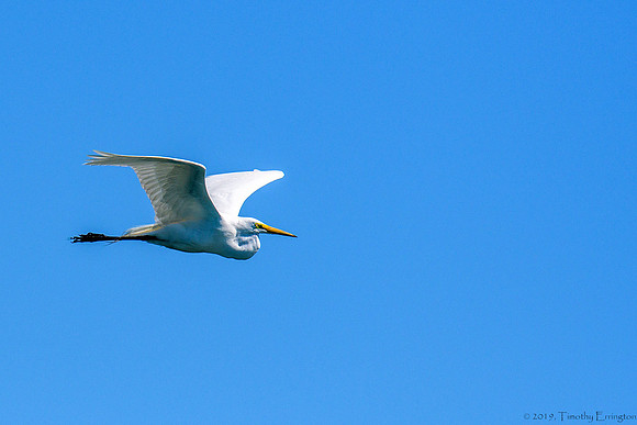Great Egret