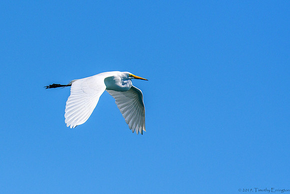 Great Egret