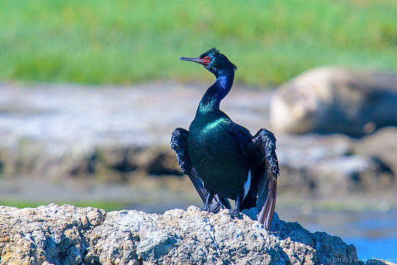Pelagic Cormorant