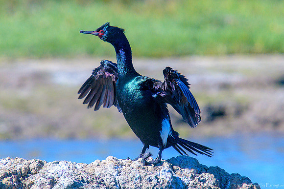 Pelagic Cormorant