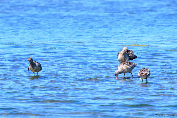 Marbled Godwits