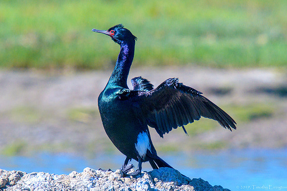 Pelagic Cormorant