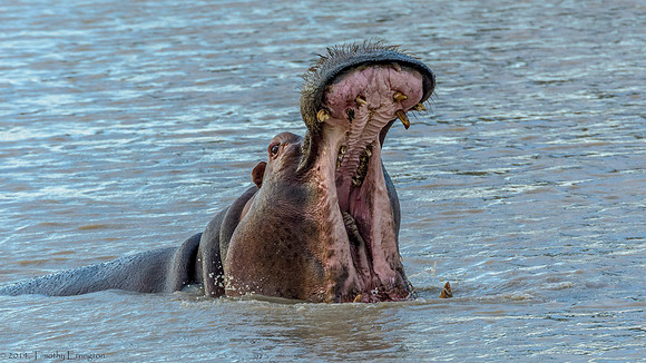 Hippo