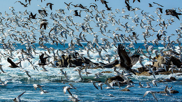 Terns and Friends