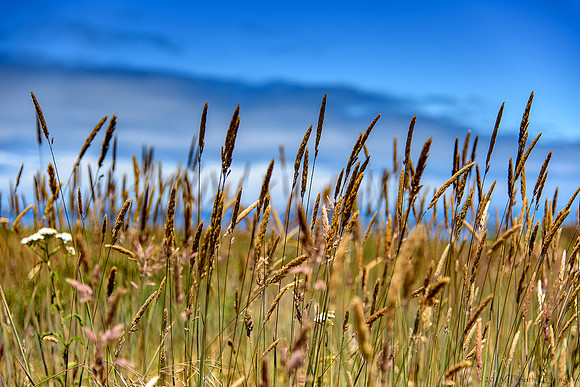 Native Grasses