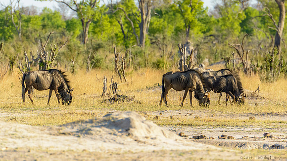 Wildebeest