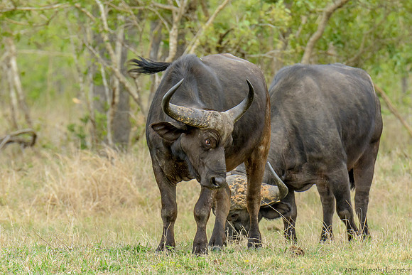 Cape Buffalo