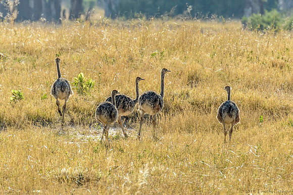 Ostrich Chicks