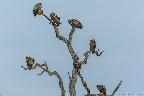 Hooded Vulture