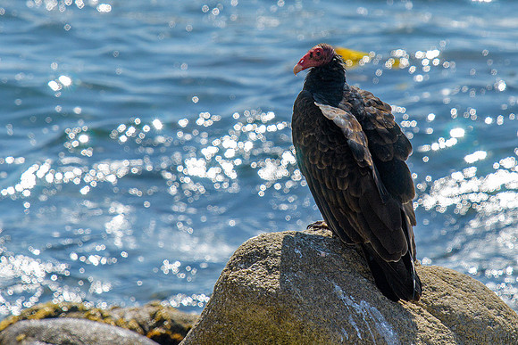 Turkey Vulture