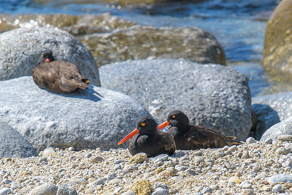 Black Oystercatchers