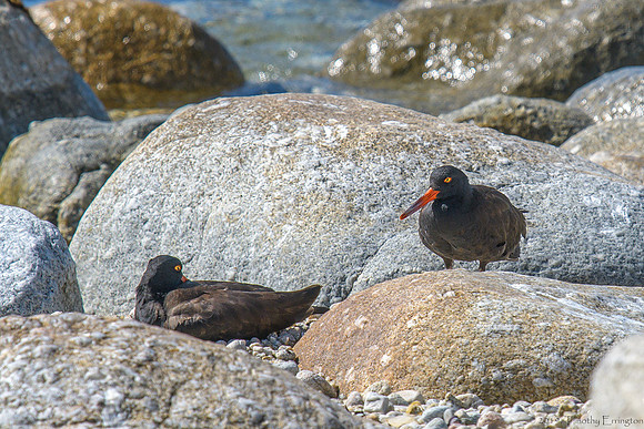 Black Oystercatchers