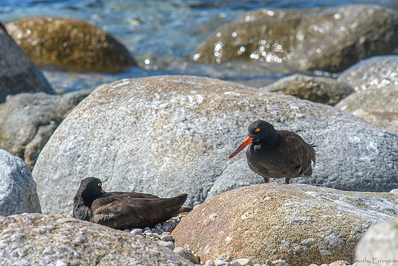 Black Oystercatchers