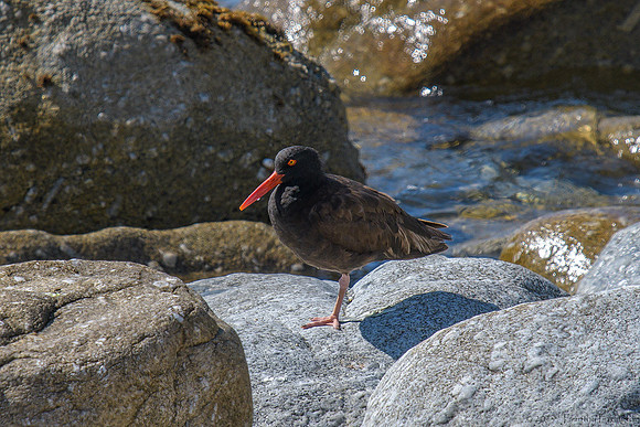 Black Oystercatchers