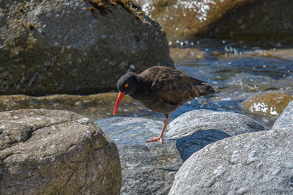 Black Oystercatchers