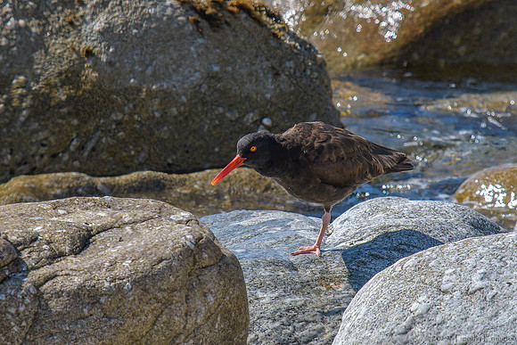 Black Oystercatchers