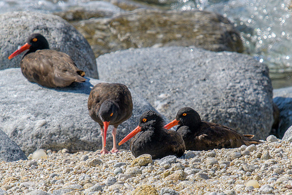 Black Oystercatchers