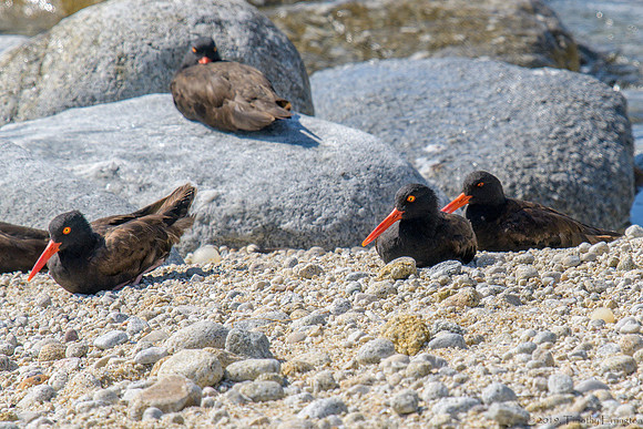 Black Oystercatchers