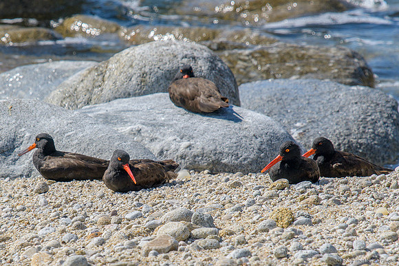 Black Oystercatchers