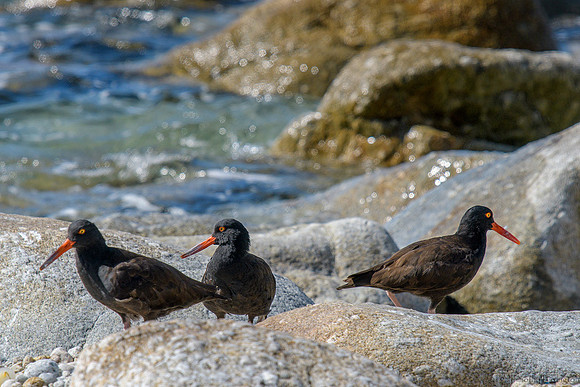 Black Oystercatchers