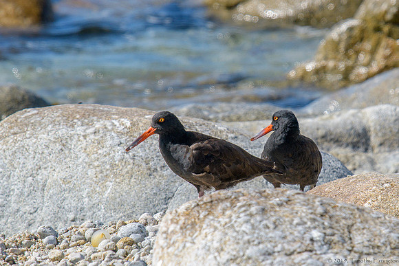 Black Oystercatchers