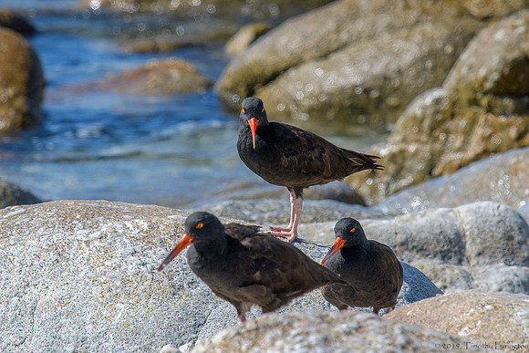 Black Oystercatchers
