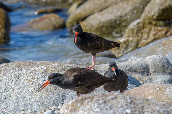 Black Oystercatchers