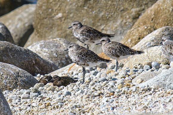 Black Bellied Plover