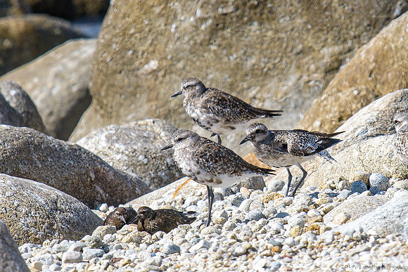 Black Bellied Plover