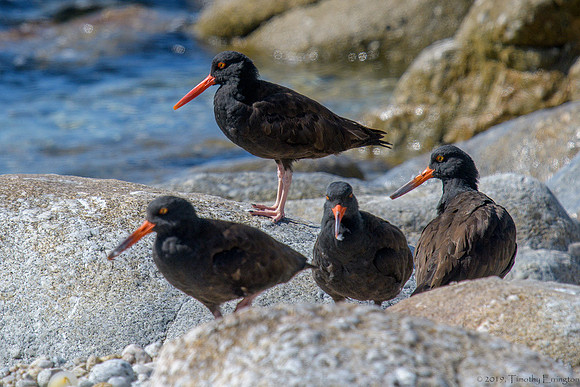 Black Oystercatchers