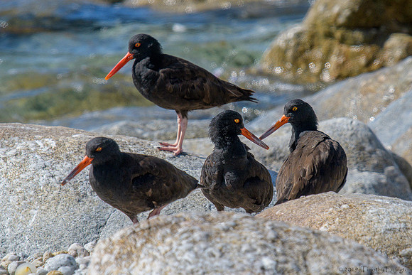Black Oystercatchers