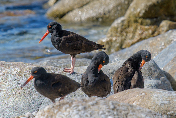 Black Oystercatchers