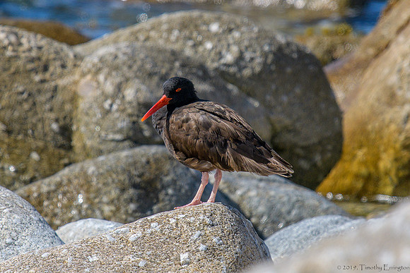 Black Oystercatchers
